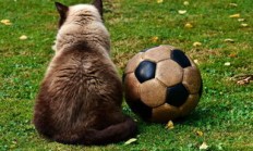 萨拉赫巅峰对决，Ming与30激战切尔西分钟，赛况扑朔迷离胜负难料！